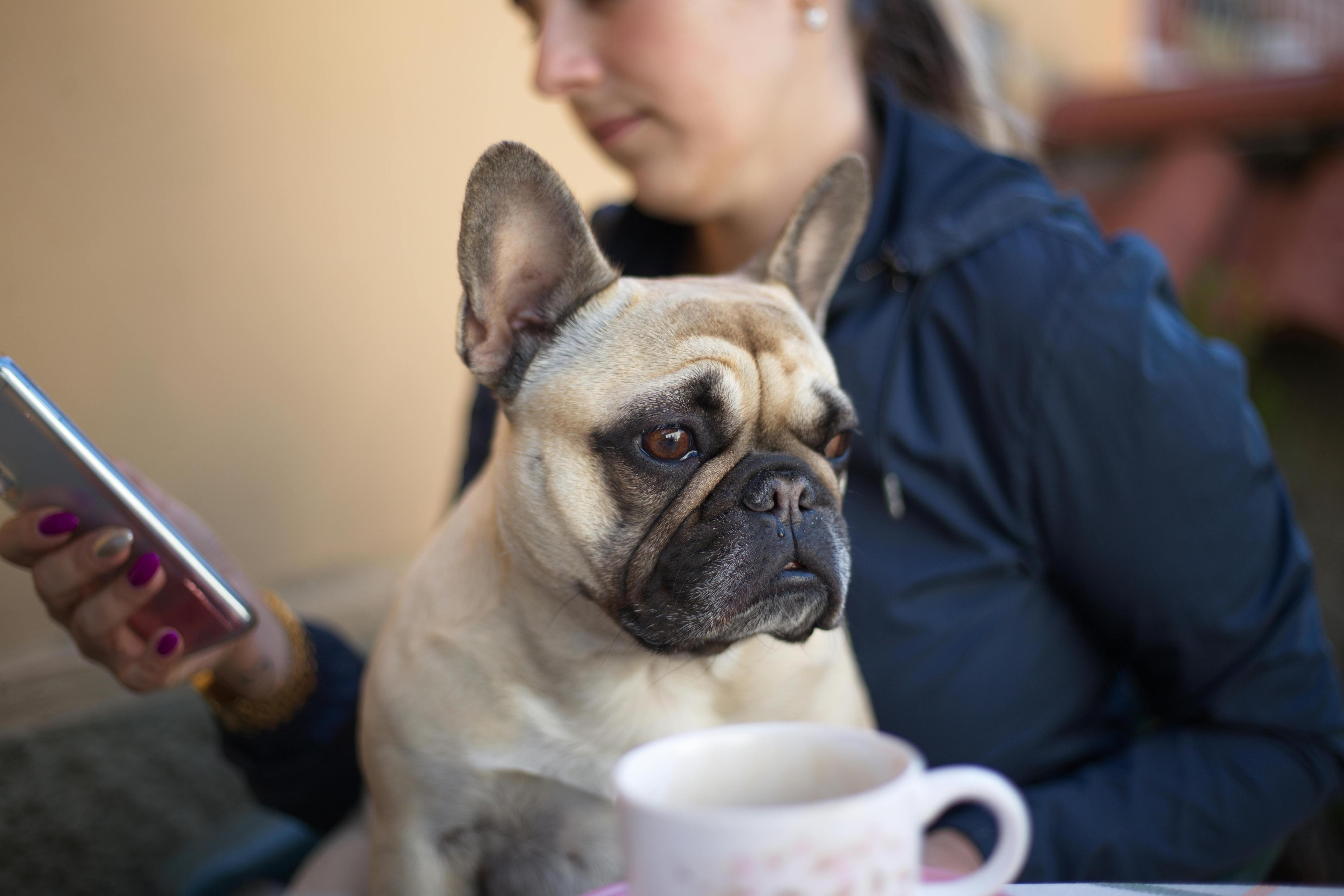 We asked, you told: Dog ownership dos and don'ts