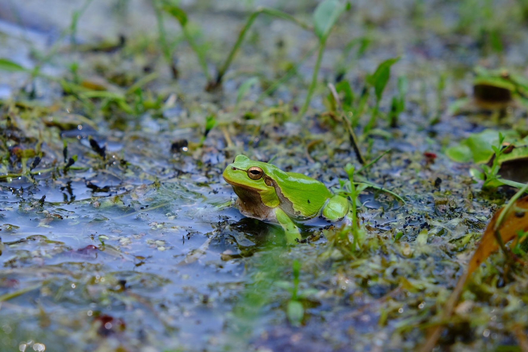 40 years on, wildlife is thriving in Chernobyl