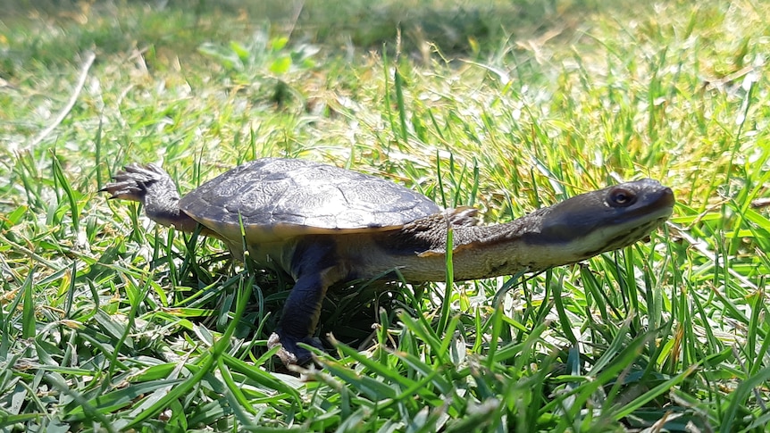 A turtle with a long neck stands on some grass with its leg up.
