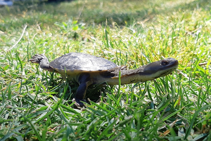 A turtle with a long neck stands on some grass with its leg up.