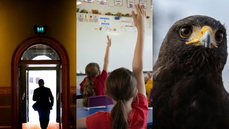 The Loop: Scathing NSW parliament culture report, Australia's teacher shortage, McDonald's alleged wage theft claims, and the hawk solving a pigeon problem