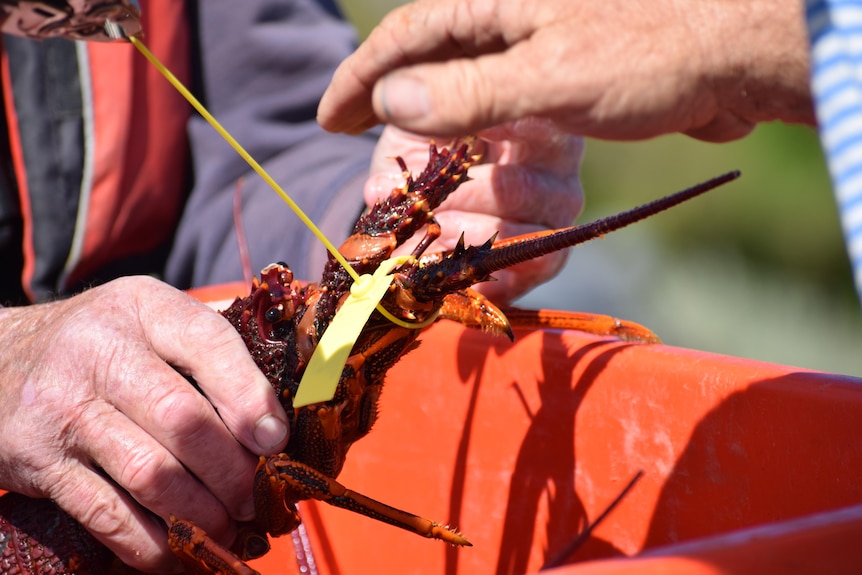 A close up of a red crayfish with a yellow tag. The crayfish is held in a man's hand.