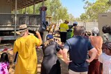 Fitzroy Crossing residents watch on as work begins to raise the first of 23 properties in town above the 100-year flood mark.