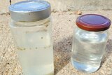 Darwin Harbour water samples in jars.
