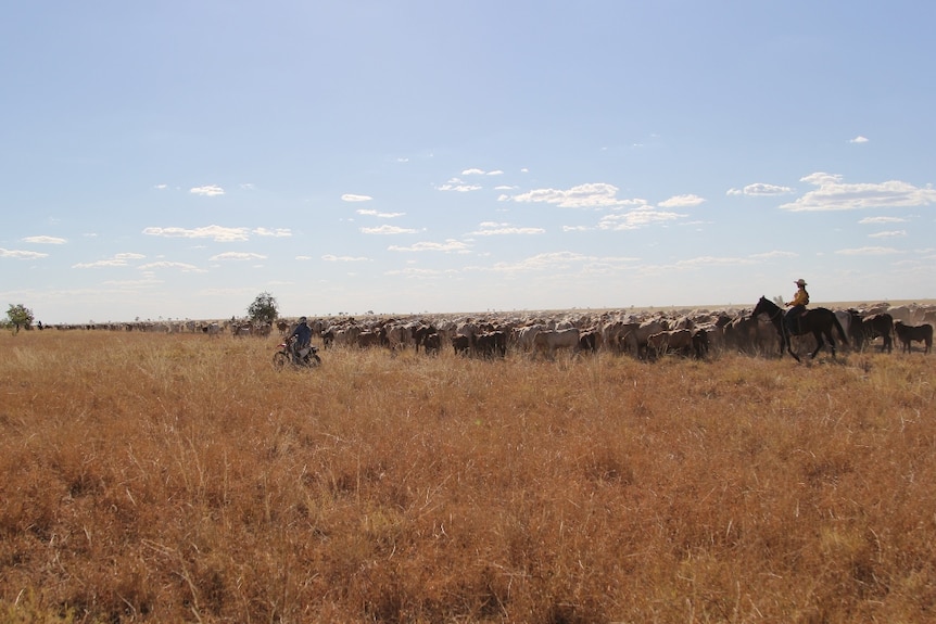 cattle being mustered by horse and motorbike on the Barkly Tablelands