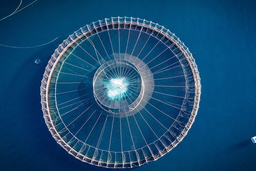 Aerial view of a salmon enclosure.