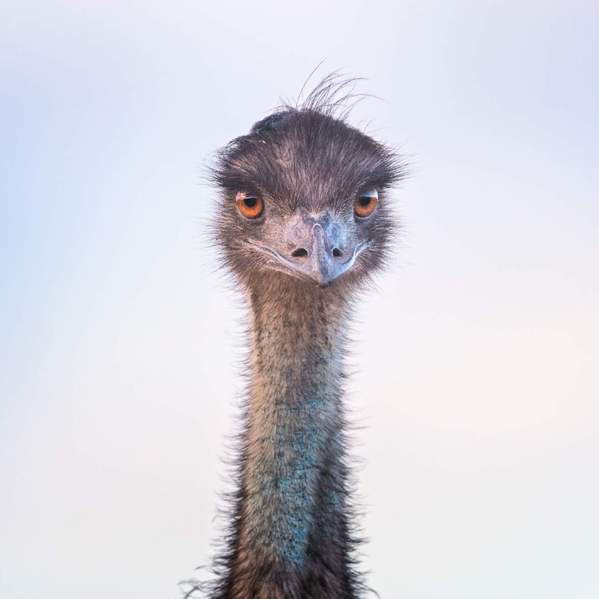A close up shot of an emu staring straight at the camera.