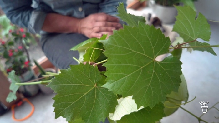 Grape leaves growing on a grape vine