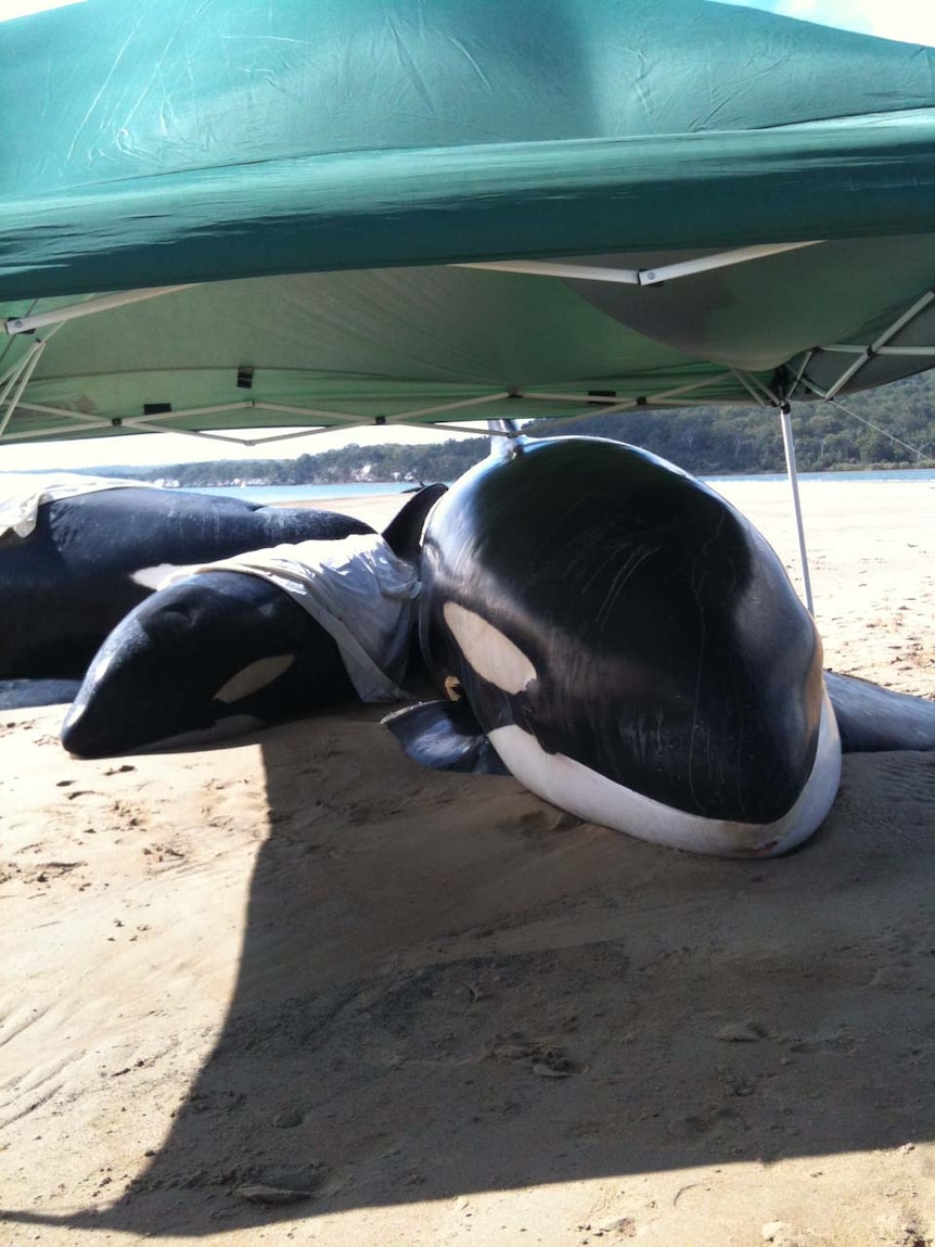 Stranded killer whales on Sheridan Flats in Great Sandy Strait, near Queensland's Fraser Island