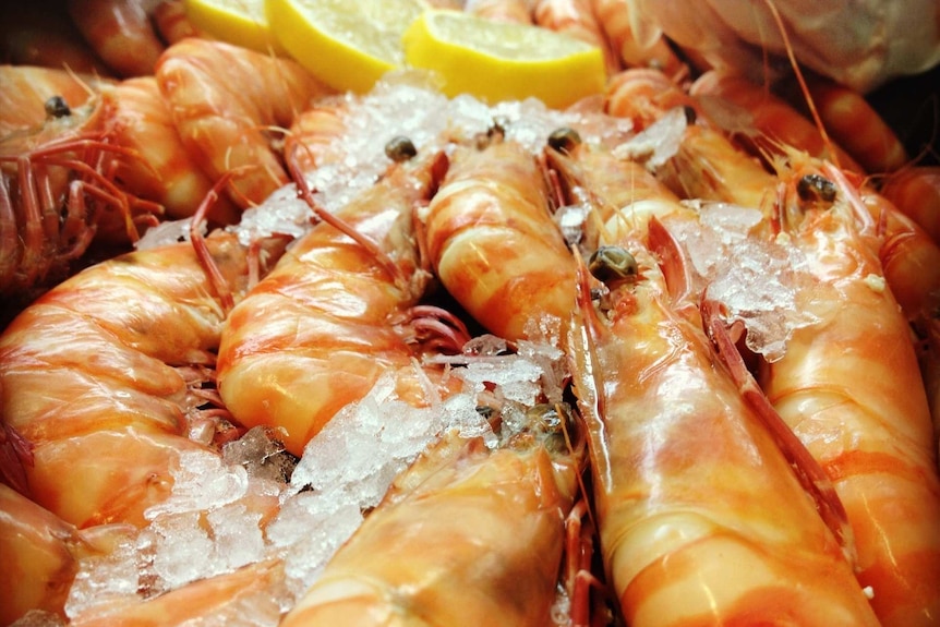 prawns on ice