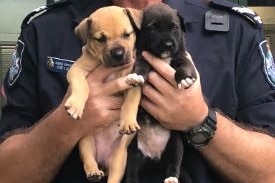 Senior Constable Allen of Queensland Police Service holds two dogs rescued