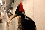 An ivory-billed woodpecker specimen is on a display showing it's red crest.
