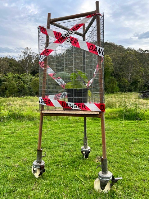 A juvenile Giant Stinging Tree (or Dendrocnide excelsa) sits in a metal cage on three legs covered in red and white danger tape
