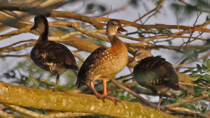 Spotted Whistling duck