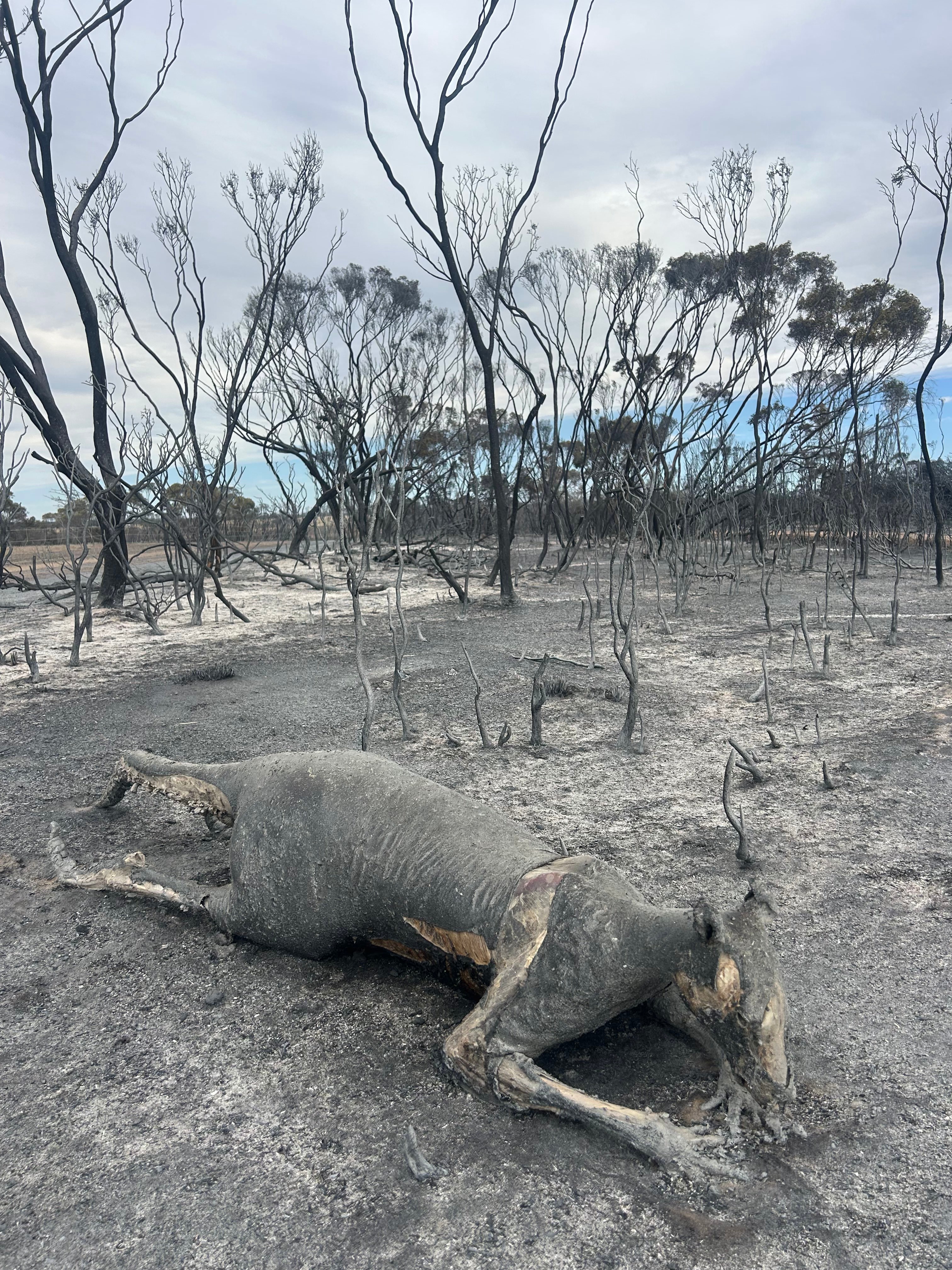 El cuerpo carbonizado de un canguro yace en el suelo 
