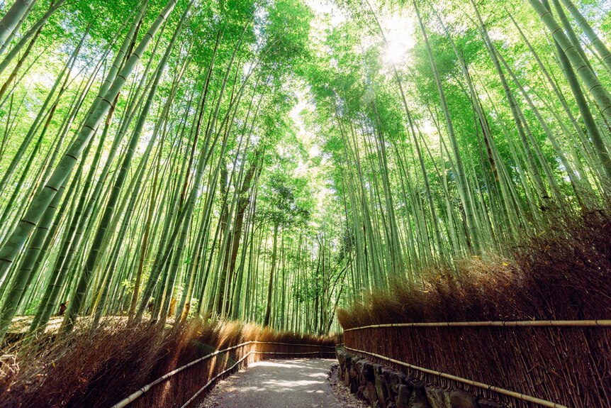 A lush green bamboo grove in Japan.