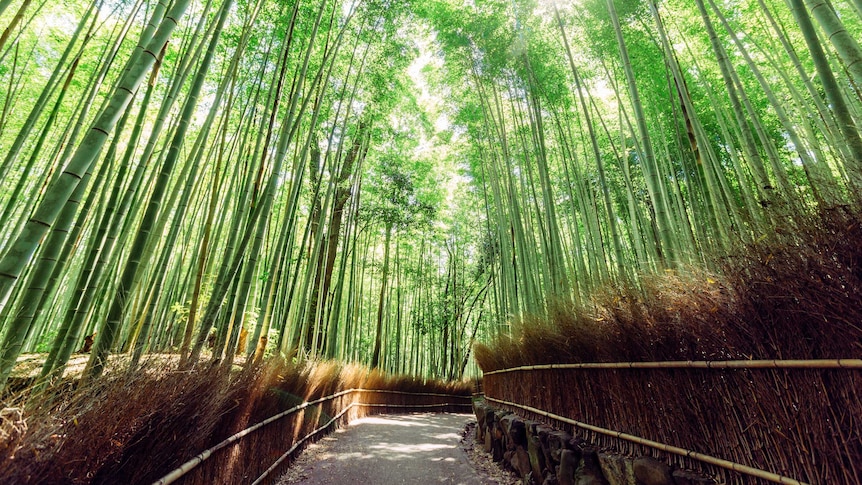 A lush green bamboo grove in Japan.