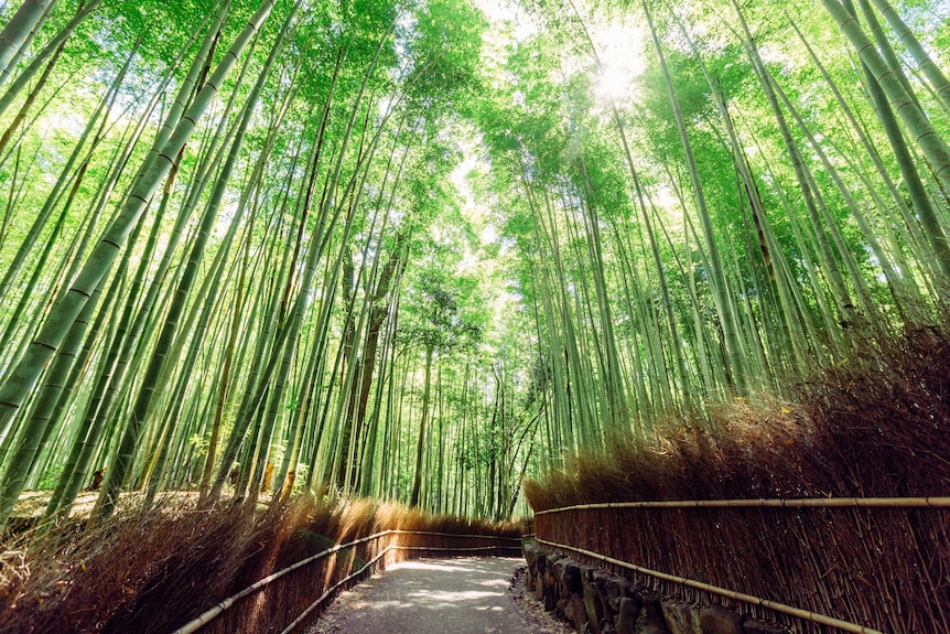A lush green bamboo grove in Japan.
