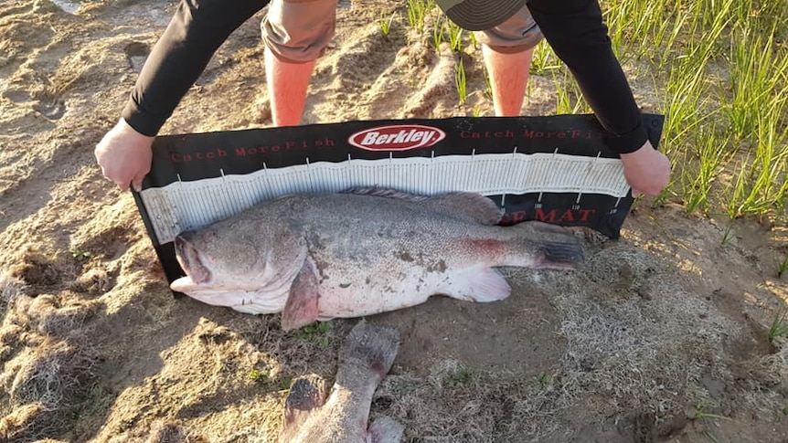 The carcass of a large, dead fish with its mouth open on sand at the edge of a lake.