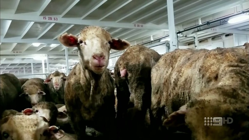 Footage supplied to 60 Minutes shows conditions aboard a live export ship