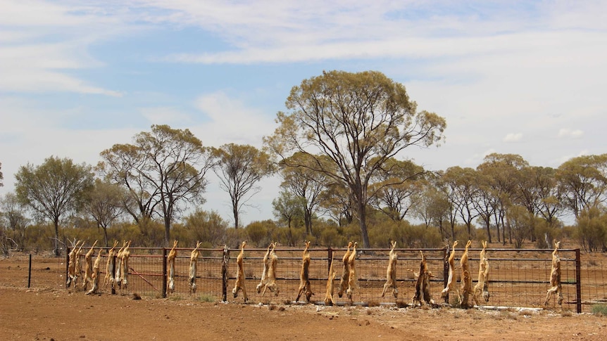 Wild dogs hang from fence on property near Blackhall, Queensland