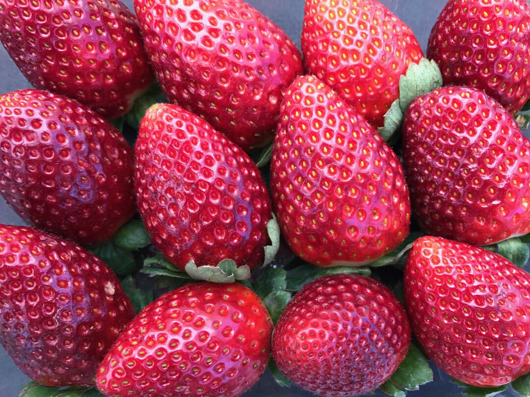 New Queensland varieties berry good news for strawberry lovers ABC News