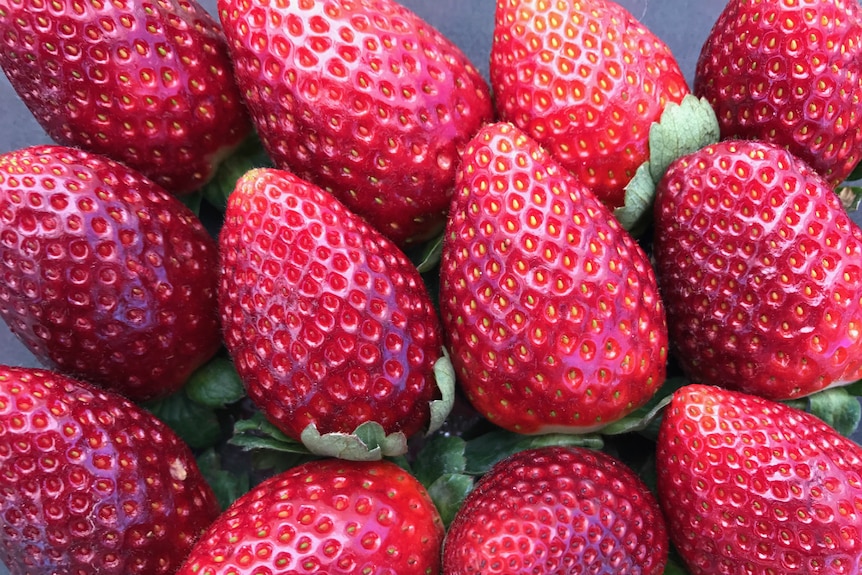 A punnet of deep red 'Sundrench' strawberries.