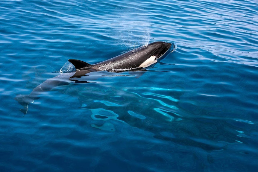 An orca blowing air at the surface.