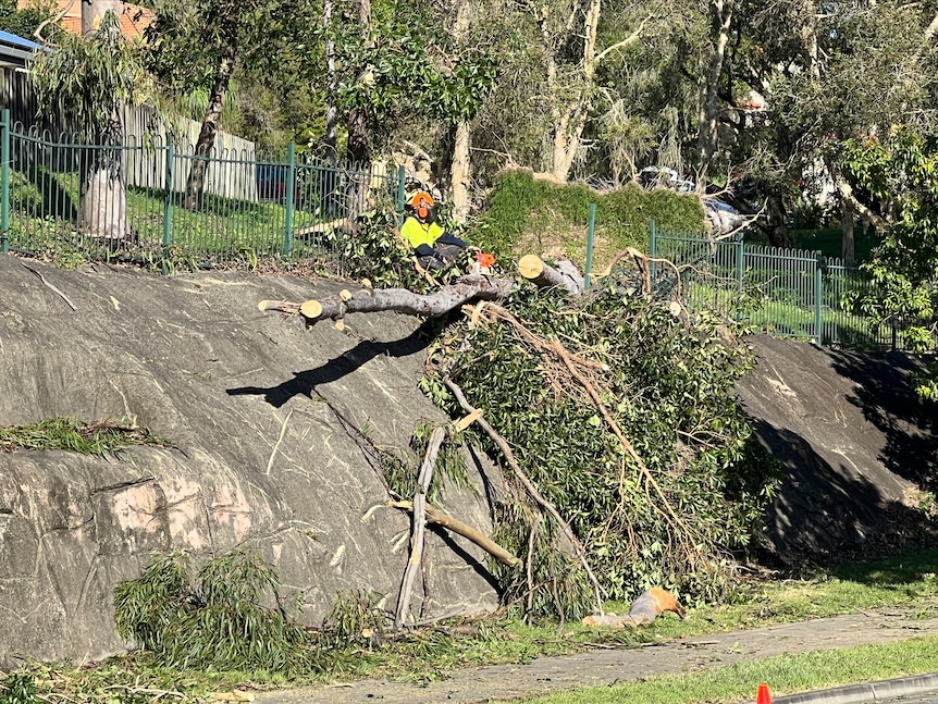 A municipal worker cuts down a fallen tree. 