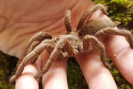 Sherrie Giles' tarantula, winner in the most unusual pet, Virtual Ag Show Sep 2020