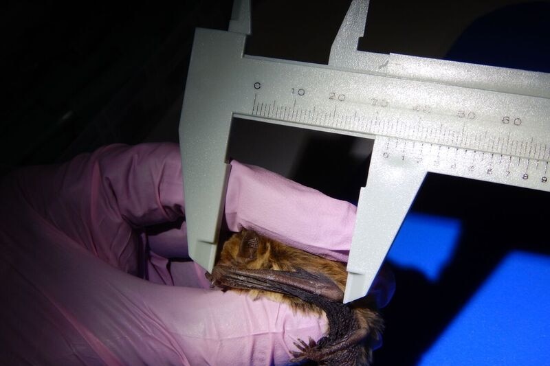 A photo of researcher measuring a microbat