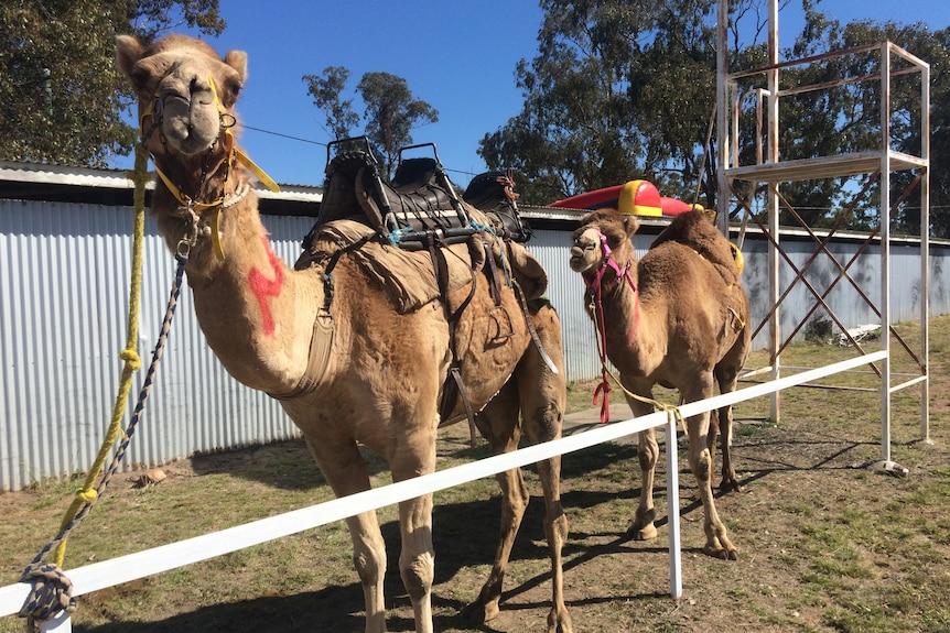 racing camels in Tara