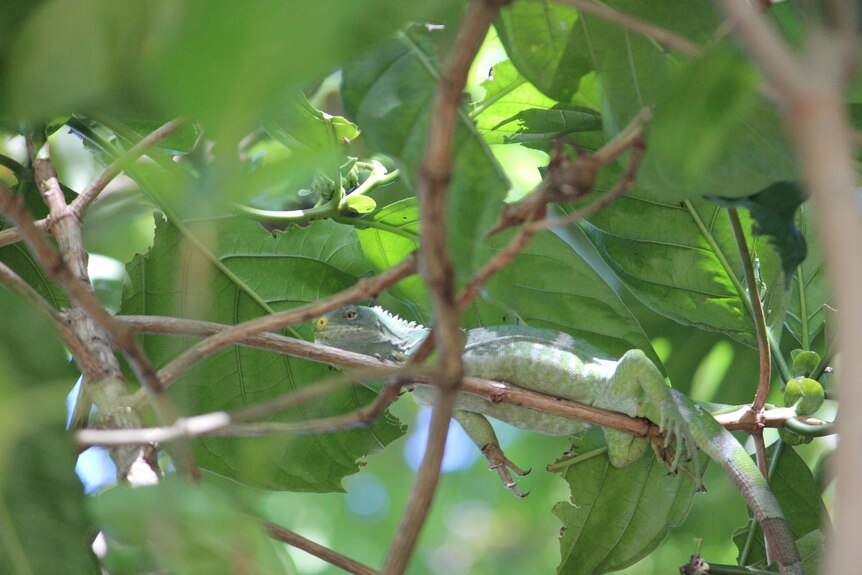 An Iguana sits on a tree branch surrounded by green leaves. 