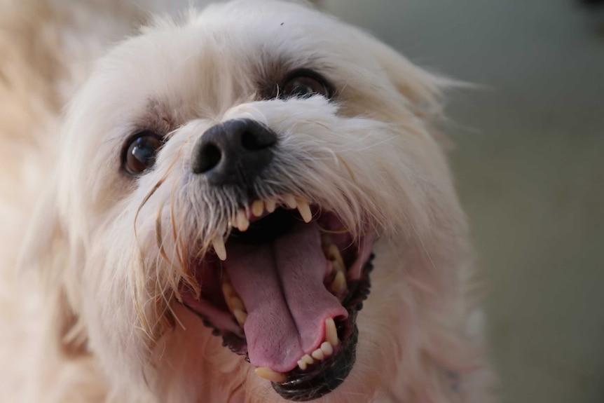 A dog with his mouth open looks at the camera.