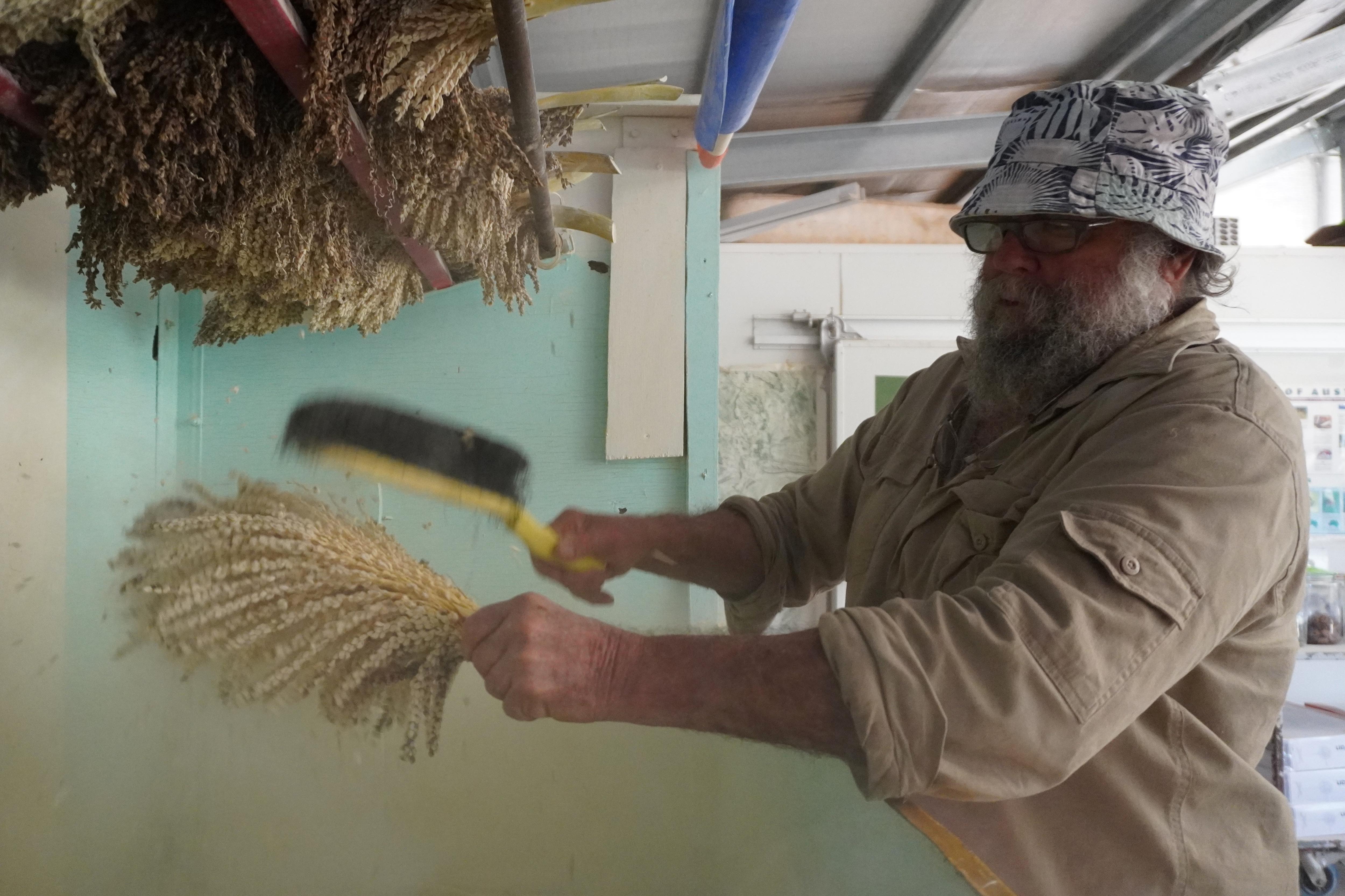 A man hitting a plant with a brush, as a cloud of pollen comes off the plant.