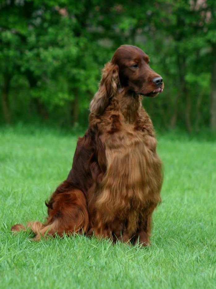 Crufts dog show competitor Jagger