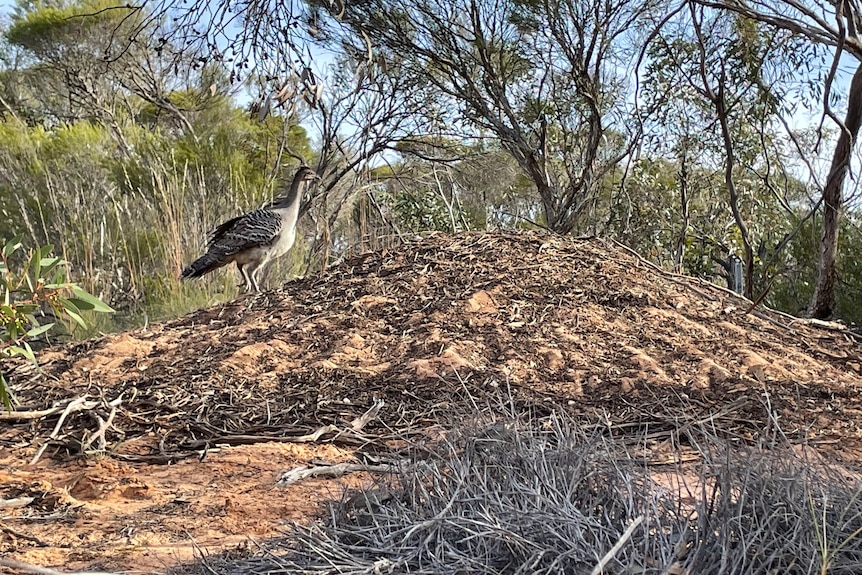 Bird on mound of sticks and sand in bush scene with trees and scrub