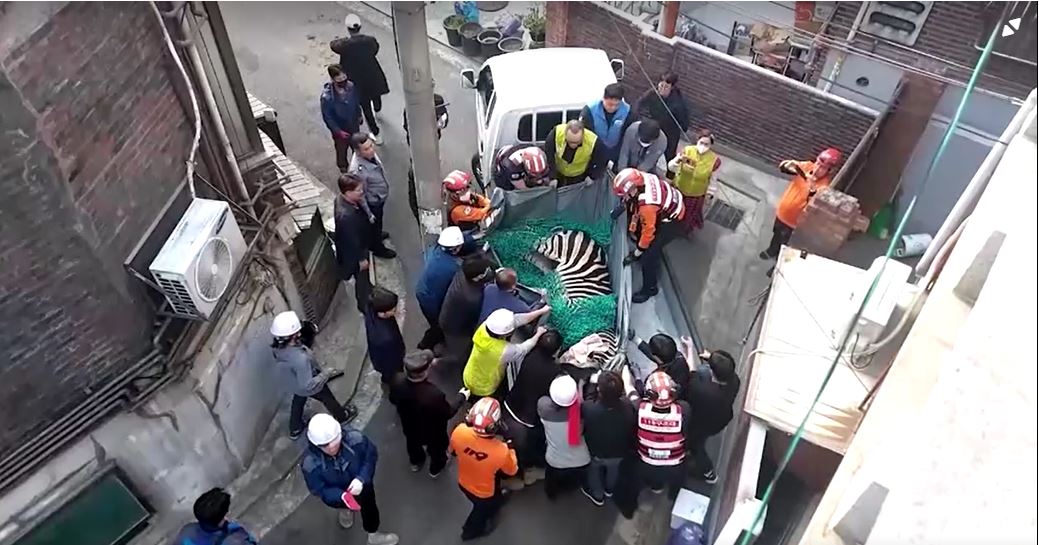People surround a zebra and carry it in a net.