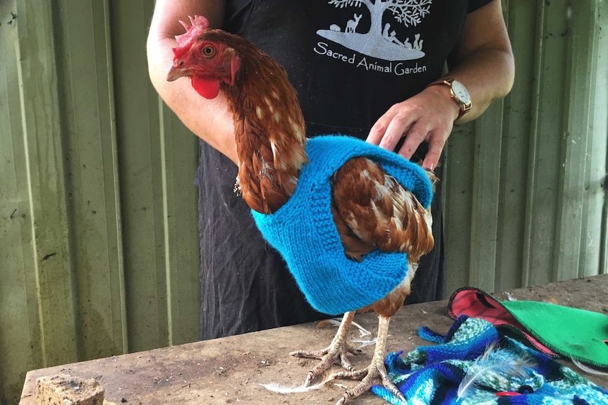 A chicken in her blue knitted coat.