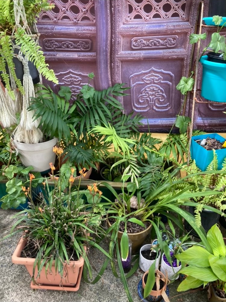 A collection of green plants in pots. 