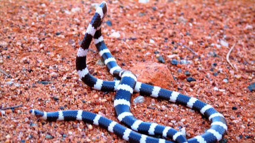 Close shot of the black and white banded Bandy Bandy snake raising the middle of its body from on red dirt