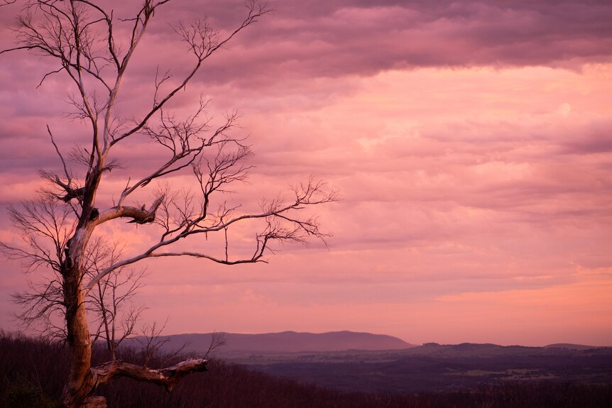 A pink tinge to a sky covered with clouds, low mountains in the horizon, a dead tree with branches in the foreground.
