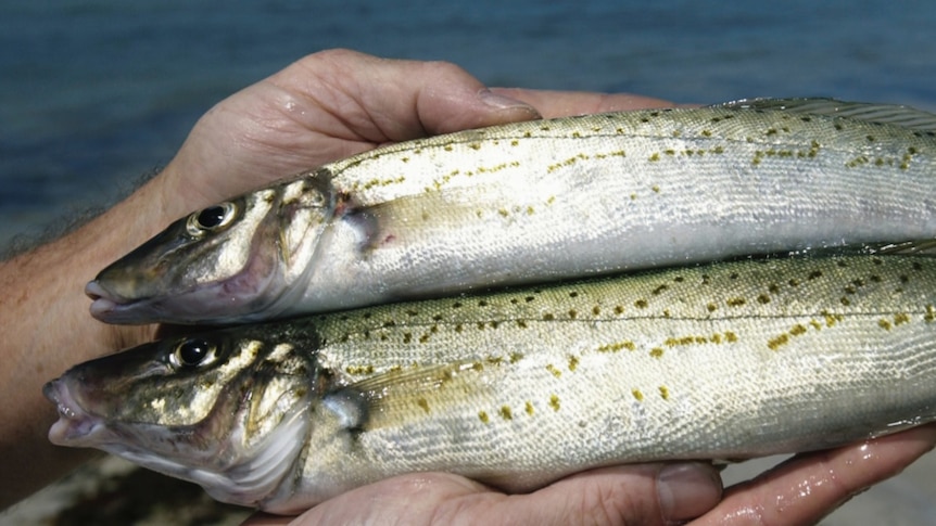 Two King George whiting in hands of a man.