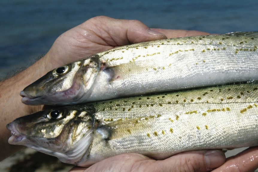 Two King George whiting in hands of a man.