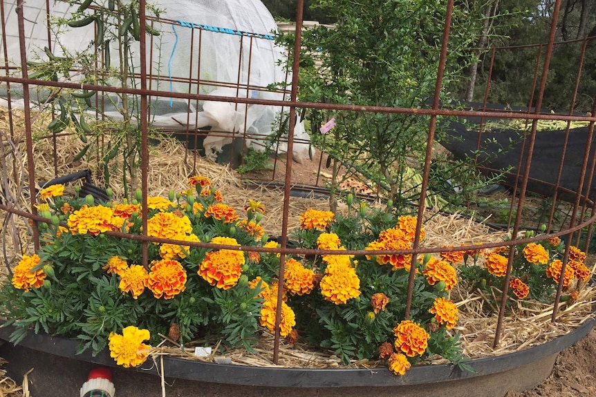 Bright marigolds are planted among finger limes in a grow bed to "repel nematodes"