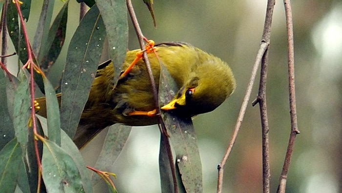 A Bell Miner feeding on lurps in the forest.