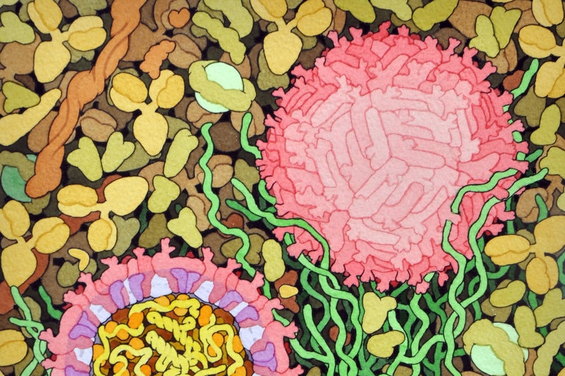 The Zika virus (in pink) infects a cell.