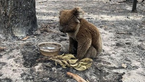 A singed koala sitting on blackened, ash-strewn ground with a bowl of water and a sprig of gum leaves in front of it.