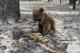 A singed koala sitting on blackened, ash-strewn ground with a bowl of water and a sprig of gum leaves in front of it.