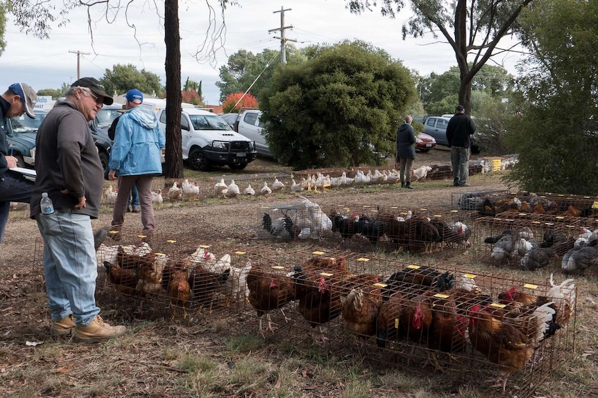 Chickens for sale at the Girgarre farmers market.